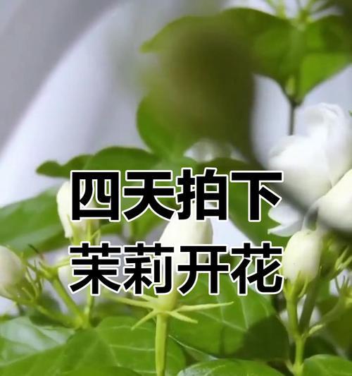 11月如何正确修剪茉莉？剪后如何确保来年花开旺盛？