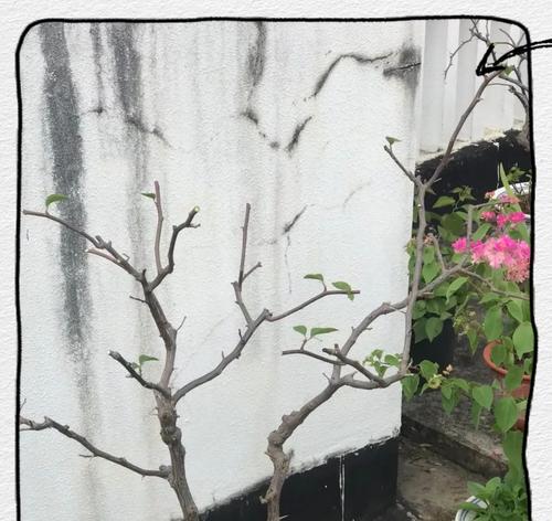 11月如何正确修剪茉莉？剪后如何确保来年花开旺盛？