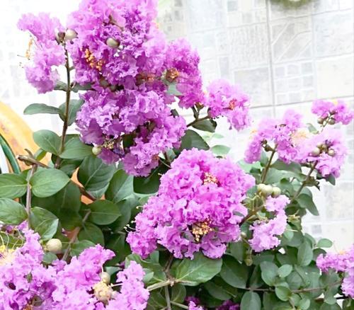 哪五种树开花寓意吉祥？“5树开花”背后有何深意？