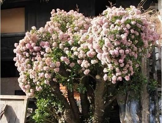 哪五种树开花寓意吉祥？“5树开花”背后有何深意？