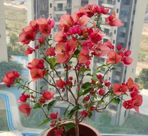 哪五种树开花寓意吉祥？“5树开花”背后有何深意？