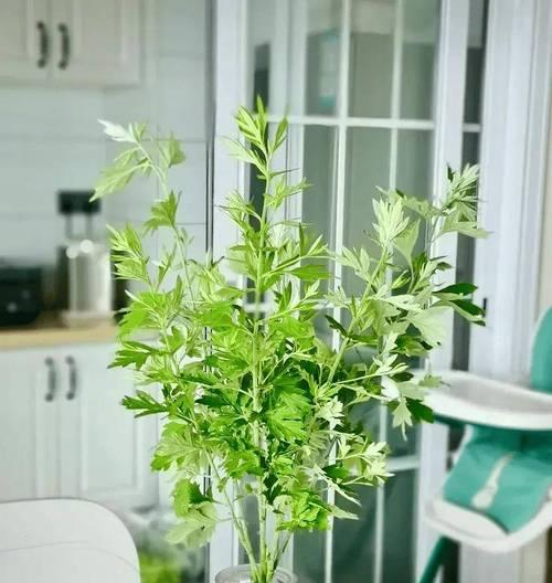 哪些植物能有效驱蚊？驱蚊草等五种植物如何使用？