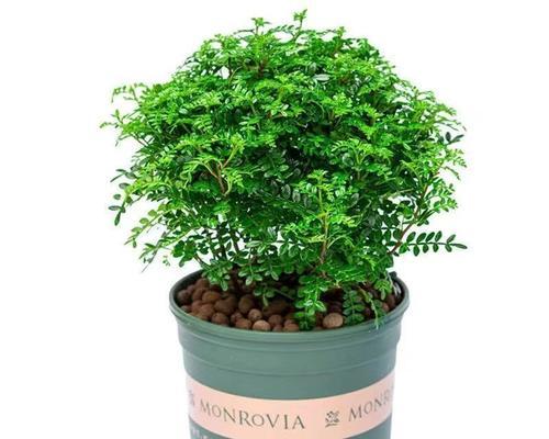 哪些植物能有效驱蚊？驱蚊草等五种植物如何使用？