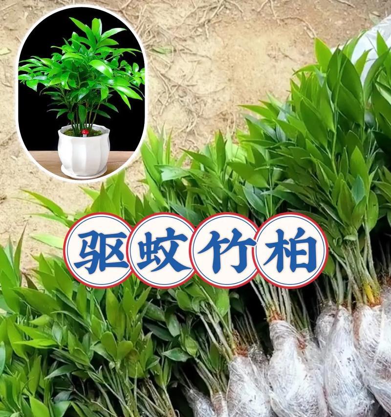 哪些植物能有效驱蚊？驱蚊草等五种植物如何使用？