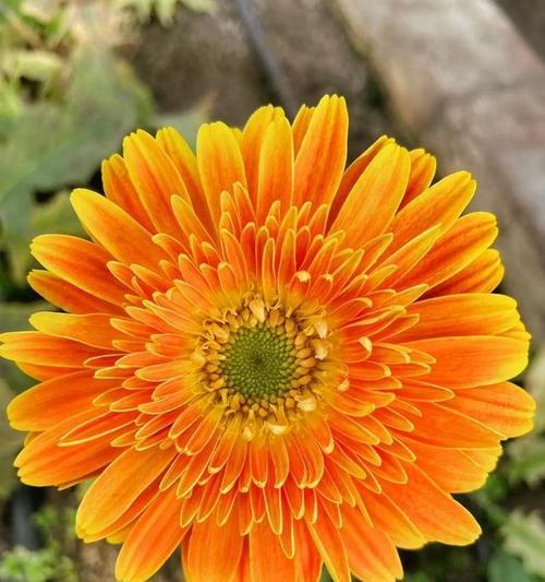 家中如何四季养护非洲菊？怎样让非洲菊常开不败？