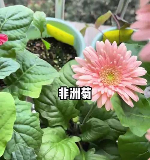 家中如何四季养护非洲菊？怎样让非洲菊常开不败？