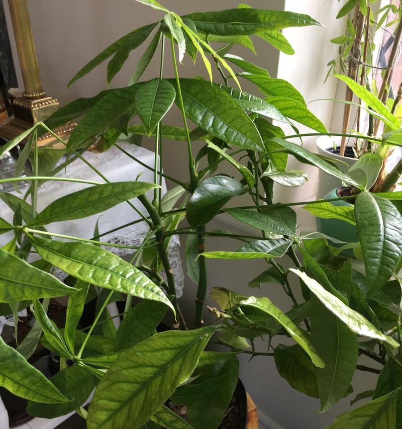 发财树六大养护技巧是什么？如何打造繁茂的“招财绿宝”？