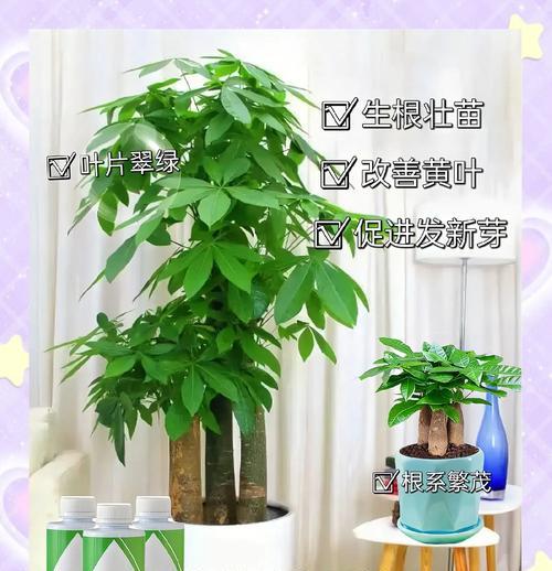发财树六大养护技巧是什么？如何打造繁茂的“招财绿宝”？