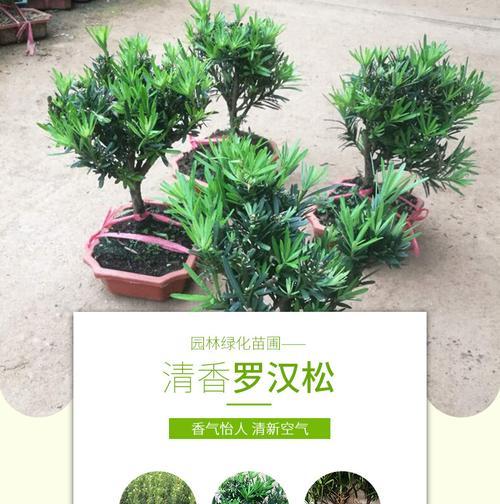 罗汉松的正确养护方法有哪些？怎样才能养出好罗汉松？