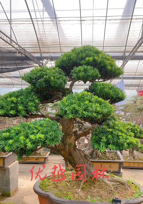 罗汉松的正确养护方法有哪些？怎样才能养出好罗汉松？