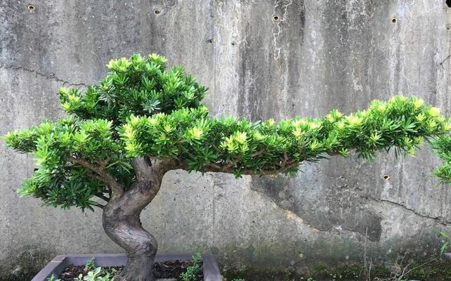 罗汉松的正确养护方法有哪些？怎样才能养出好罗汉松？