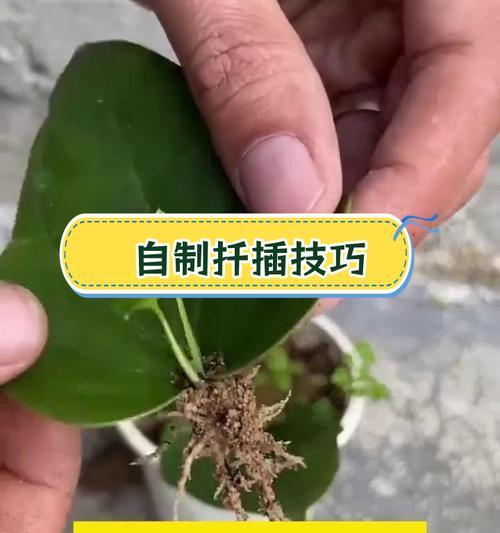 秋季如何轻松实现植物繁殖？扦插有哪些注意事项？