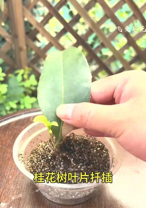 秋季如何轻松实现植物繁殖？扦插有哪些注意事项？