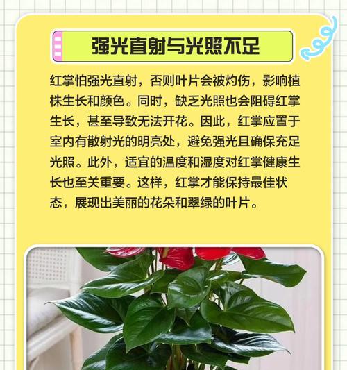 红掌养殖需要注意什么？有哪些养殖方法？