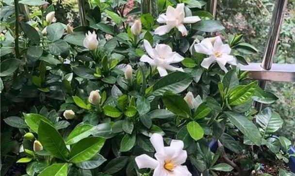 栀子花打顶的正确时间是什么时候？如何避免影响开花？