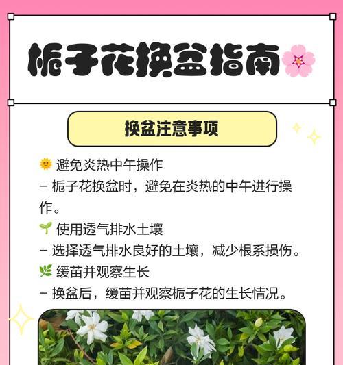栀子花打顶的正确时间是什么时候？如何避免影响开花？