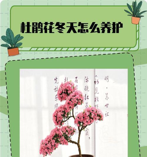 春季如何养护杜鹃花？杜鹃花的魅力体现在哪里？