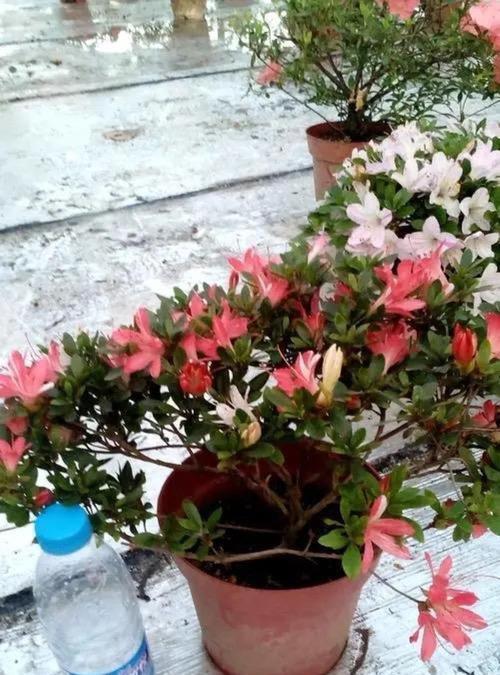 春季如何养护杜鹃花？杜鹃花的魅力体现在哪里？
