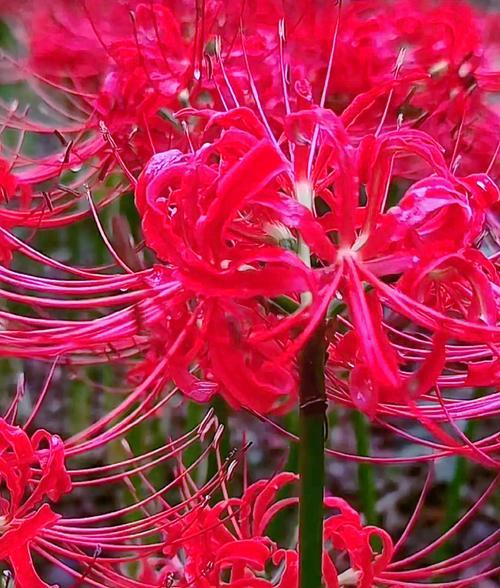 彼岸花的花语是什么？全诗《彼岸花开开彼岸》有何寓意？