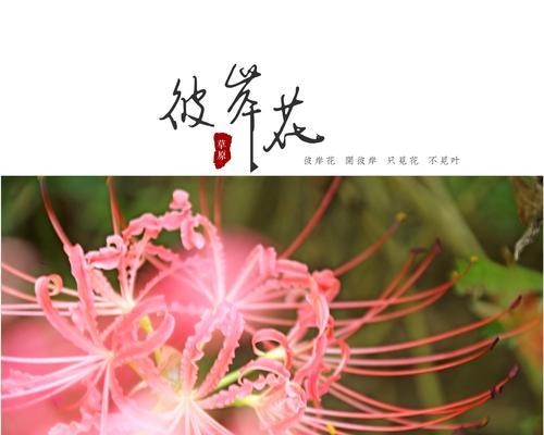 彼岸花的花语是什么？全诗《彼岸花开开彼岸》有何寓意？