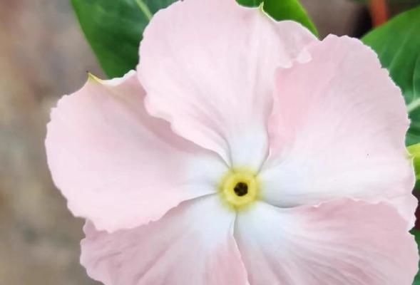 长春花如何素土起步？养殖时应该避免哪些错误？