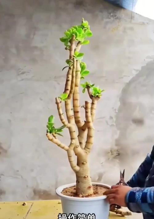 长春花如何素土起步？养殖时应该避免哪些错误？