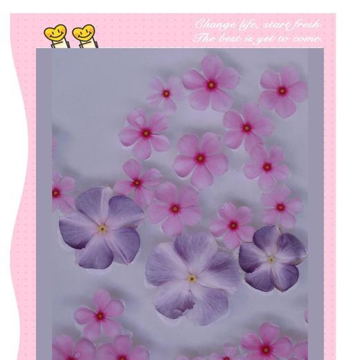 长春花如何素土起步？养殖时应该避免哪些错误？