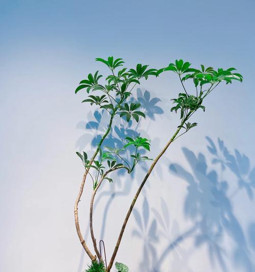 鸭掌木开花预示着什么？有哪些好兆头？