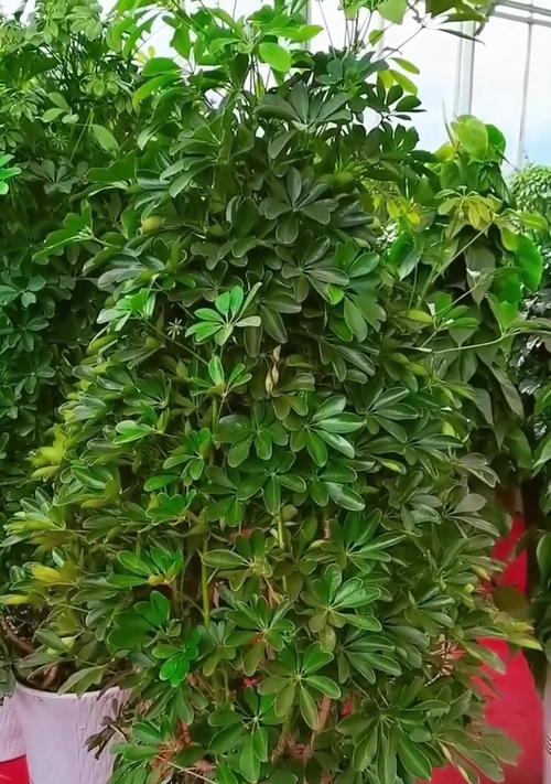 鸭掌木开花预示着什么？有哪些好兆头？