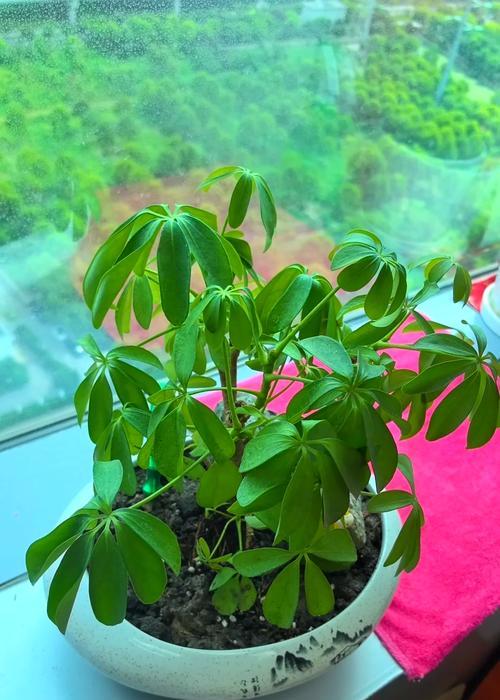鸭掌木开花预示着什么？有哪些好兆头？