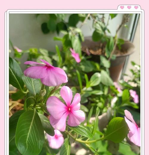 长春花怎么种植？需要注意哪些事项？