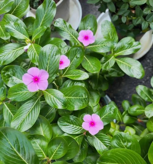 长春花怎么种植？需要注意哪些事项？