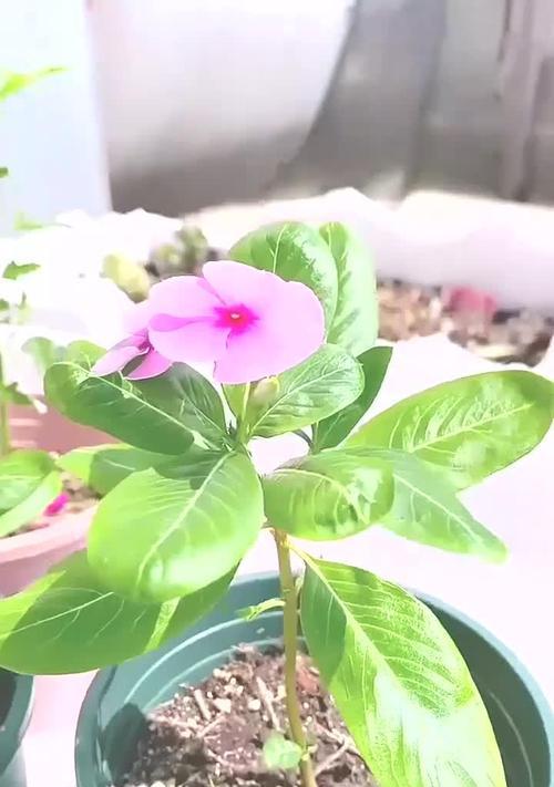 长春花怎么种植？需要注意哪些事项？