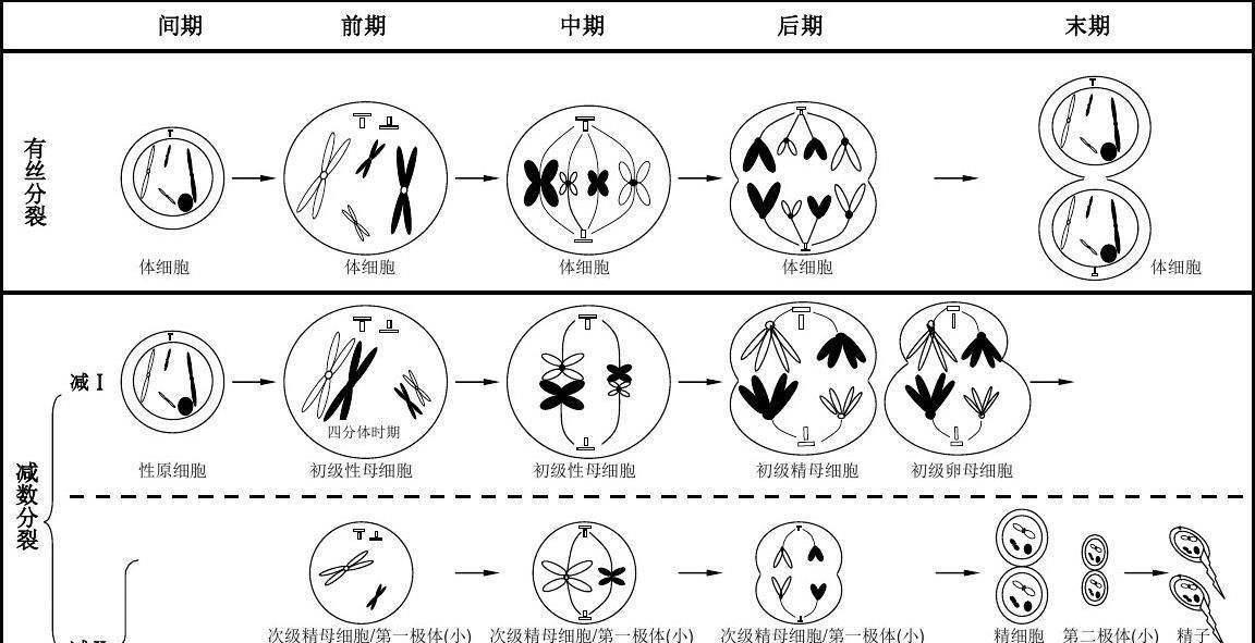 人类的繁殖方式有哪些？各自有何特征？