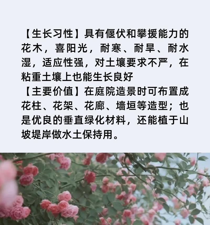 蔷薇花有哪些种类？各自的花语是什么？