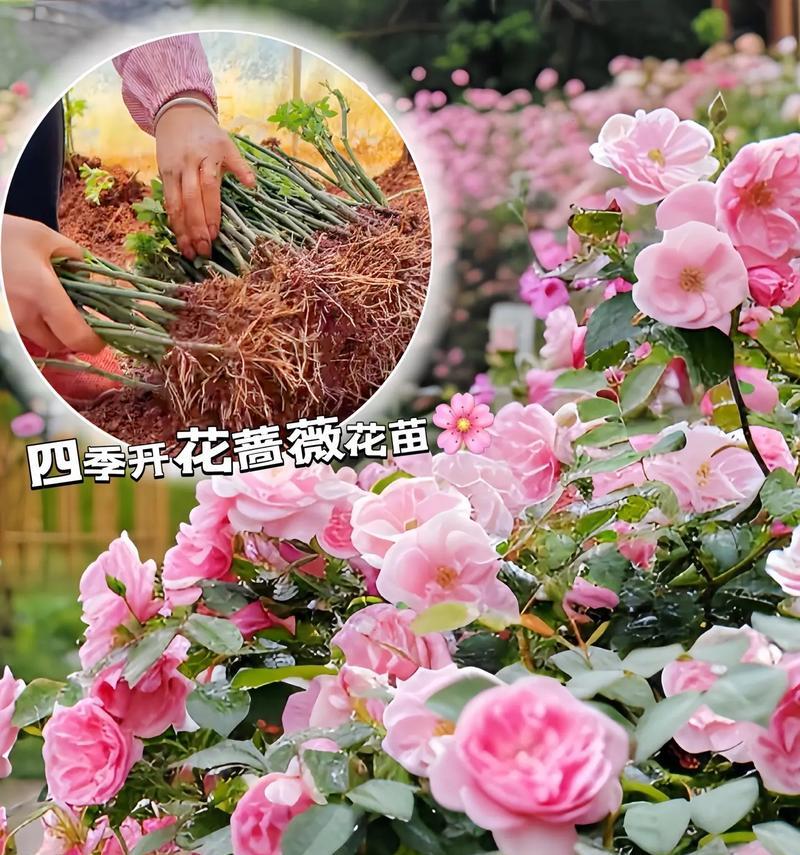 蔷薇花有哪些种类？各自的花语是什么？
