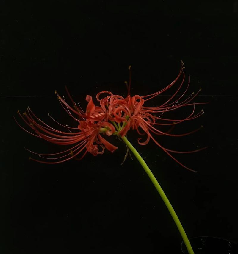 彼岸花的花语是什么？它象征着什么？