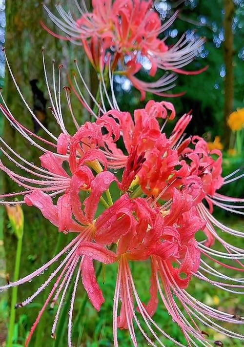 彼岸花的花语是什么？它象征着什么？