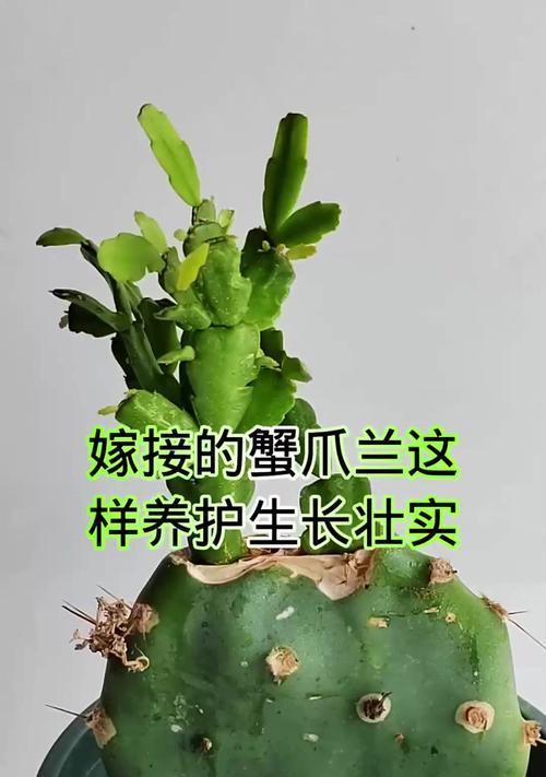 蟹爪兰如何养殖？有哪些养殖技巧？