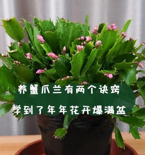 蟹爪兰如何养殖？有哪些养殖技巧？