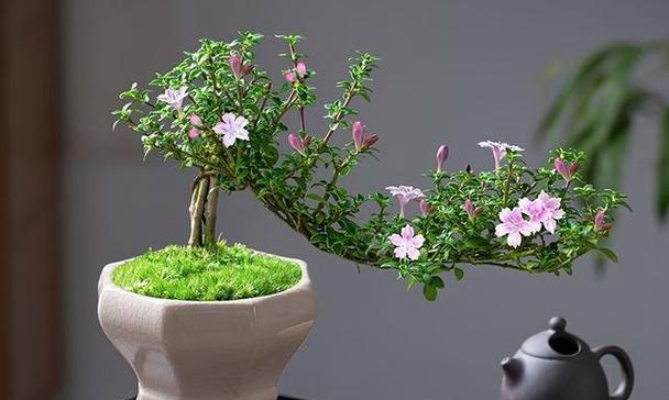 盆栽花卉的养护技巧有哪些？常见问题如何解决？
