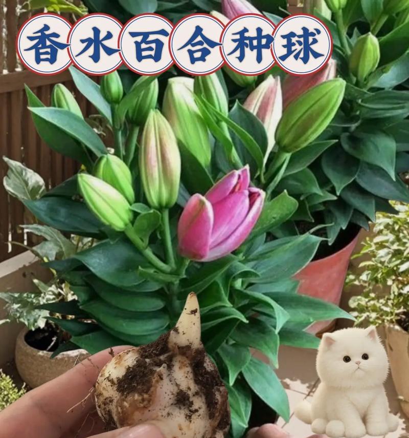 盆栽花卉的养护技巧有哪些？常见问题如何解决？