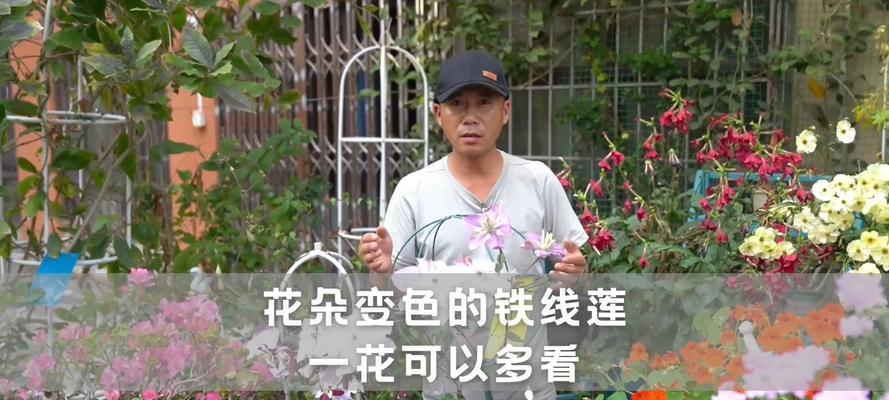 夏尔曼铁线莲如何修剪？花色变化有何讨论？