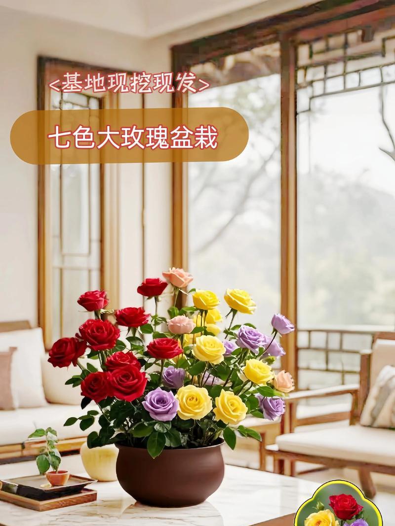 盆栽花卉植物的养护要点是什么？常见问题有哪些？