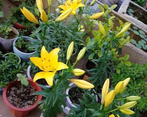 盆栽花卉植物的养护要点是什么？常见问题有哪些？