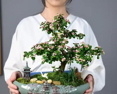 盆栽花卉植物的养护要点是什么？常见问题有哪些？