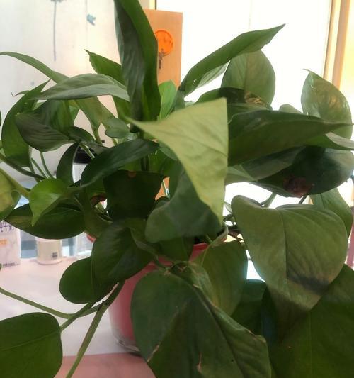 绿萝盆栽如何打理？有哪些常见问题？