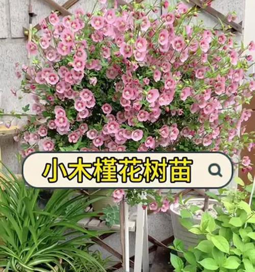 木槿花苗木如何种植？有哪些注意事项？