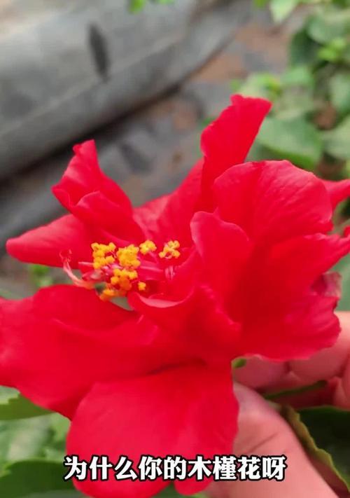 木槿花养殖有哪些方法？需要注意什么？