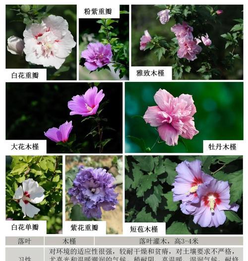 木槿花养殖有哪些方法？需要注意什么？